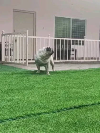 A playful pug shaking its head with excitement in the middle of the yard. These moments of pure joy are what my service is all about.