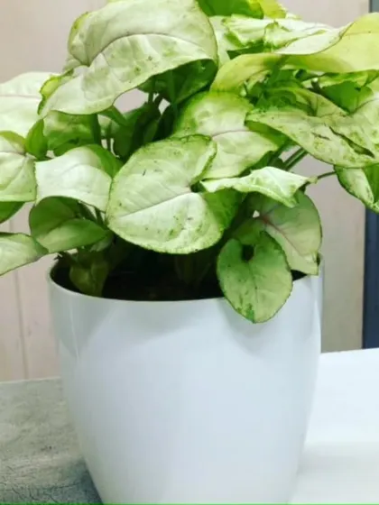 A Syngonium podophyllum, or Arrowhead plant, in a clean white pot. Its light green foliage brightens up any desk or shelf.