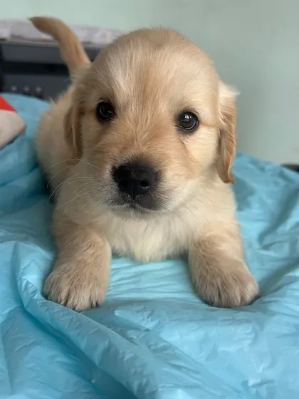Those puppy-dog eyes can melt any heart. This little one is getting ready for a nap on a comfy blue blanket.