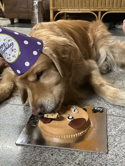 Whoops. This Golden Retriever couldn't wait for a slice and went right for the face of our Buddy Cake. We take that as the highest compliment.