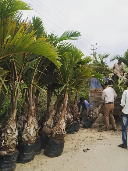 Our team unloads mature palm trees for a large-scale plantation project. We sourced and transported these healthy trees for the 2km stretch at the Indian Oil Corporation in Bangalore.