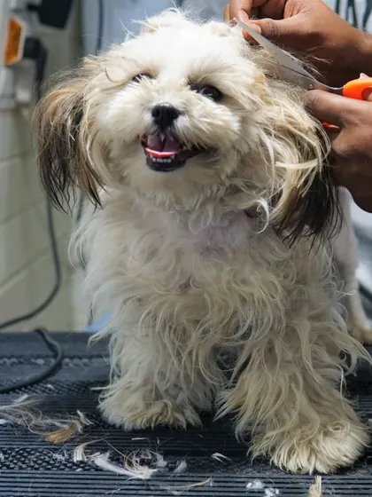 Before: Honey the Shih Tzu came to us with heavily matted fur, which can be very painful. This required a full shave to safely remove the knots.