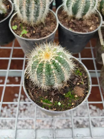 A close-up of a small, fuzzy cactus. Cacti are perfect for sunny spots and for people who sometimes forget to water their plants.