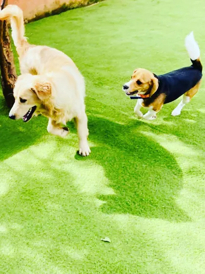 A Golden Retriever and a Beagle enjoying a playful chase in the sun. It’s a joy to watch them interact and have so much fun together.