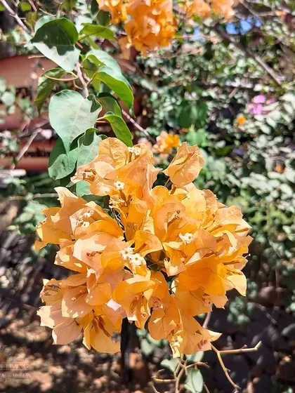 A bright bunch of orange bougainvillea flowers basking in the sun. The vibrant colors of the campus are a reflection of the joy and life that permeates this space.