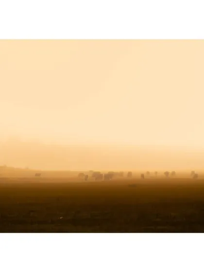 A herd of deer is barely visible through the thick morning fog in Maharashtra. This shot is all about atmosphere, capturing the dreamy, mystical quality of the landscape.