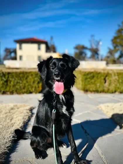 This is Margo, a graduate from our 10-Day Training package. We helped her build confidence in new environments, and now she's a happy, well-adjusted dog.