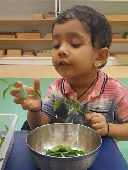 Each activity, from making Bhel Puri and toast to plucking methi leaves and exploring what floats, is a lesson in itself. These practical life and sensorial activities are central to the Montessori method, helping children develop fine motor skills, concentration, and a deep understanding of the world through their own actions.