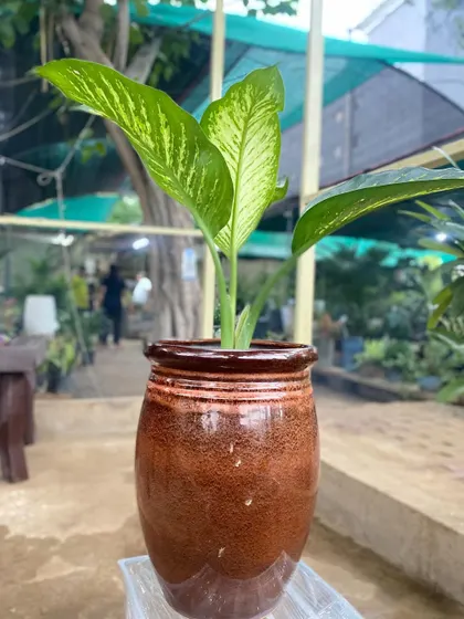 The Dieffenbachia, or Dumb Cane, is loved for its attractive, patterned leaves. It's a hardy plant that can tolerate lower light conditions, making it versatile for different rooms.