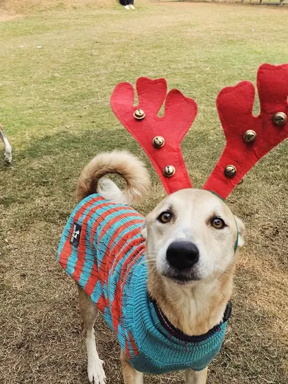 The holidays are a special time at our farm. This little guest is all dressed up in reindeer antlers, getting into the festive Christmas spirit. We love celebrating all seasons with our furry friends.