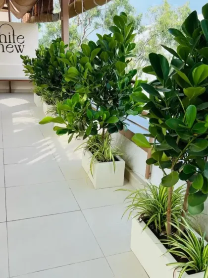 For our commercial clients, a green entrance makes a lasting first impression. At 'The White Cashew' cafe, we used clean, modern planters with vibrant Ficus plants to create a welcoming and refreshing atmosphere for diners.