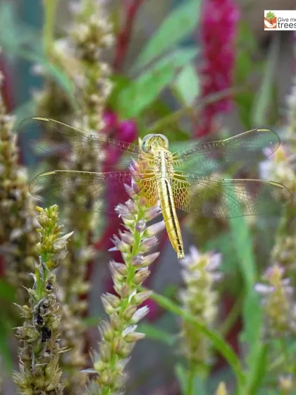 A golden-winged dragonfly perches on a flowering plant. These skilled aerial predators help control mosquito populations and are a welcome sign of a balanced insect community at our sites.