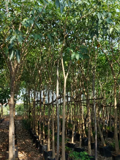 Another view of my tree nursery, where I grow a wide variety of species to suit different climate and soil conditions.
