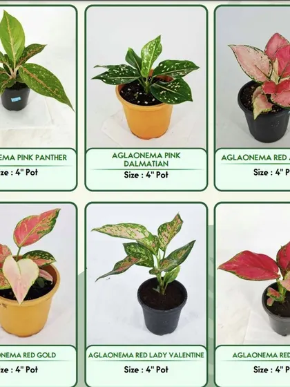 We have over 100 types of plants, and our Aglaonema collection is always growing! Also known as Chinese Evergreens, they are loved for their colorful leaves. Here are just a few varieties we have in 4-inch pots, from Pink Panther to Red Anjamani.