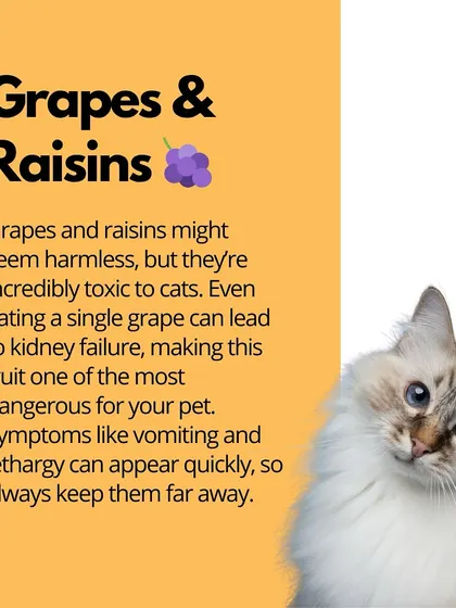 Grapes and raisins are extremely toxic to cats. Even a small amount can lead to kidney failure, so it's critical to ensure your cat never ingests them.