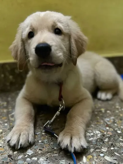 Another view of Bubs the Golden Retriever puppy relaxing on the floor. My home provides a safe, clean, and comfortable space for pets to nap and unwind whenever they please.