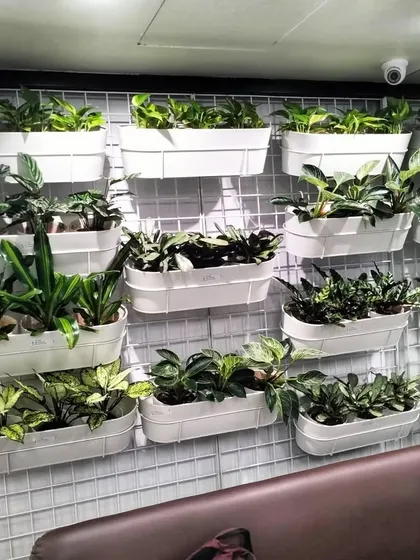 This is a modular vertical garden system I installed in a salon waiting area. The white planters create a clean grid, filled with a variety of green foliage plants to form a dense and beautiful living wall.