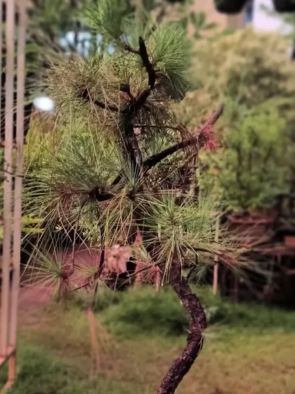 This white pine is in the early stages of being trained as a bonsai. We are carefully shaping its trunk and branches to create a beautiful future tree.
