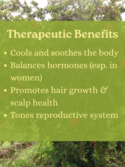 Captions for these will be educational, explaining the Ayurvedic properties and uses of plants like Neem (Nimbi) and Amla (Amalaki), or detailing aspects of the Ayurveda retreats and courses as shown in the images.