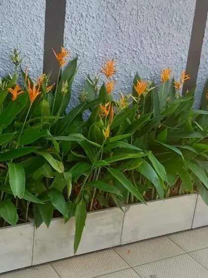 A row of Heliconia plants with their distinctive orange flowers, used as a border in a commercial space.