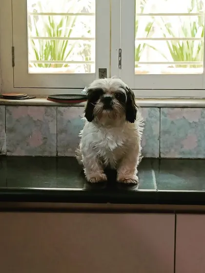 Cheezu the Shih Tzu has claimed the kitchen counter as her throne. She loves to sit up high and watch all the activity in the house.