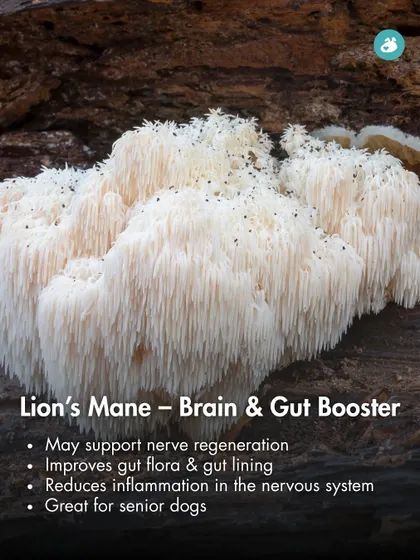 Lion's Mane is a powerful functional mushroom that acts as a brain and gut booster. It can support nerve regeneration and improve gut flora, making it especially beneficial for senior dogs.