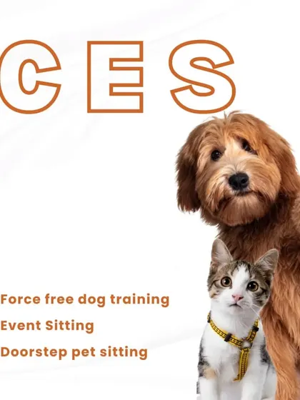 This collection includes more details about my services, brand announcements, and my philosophy. From explaining why dogs run to you to showcasing my team at events, it all reflects my commitment to professional, empathetic pet care.