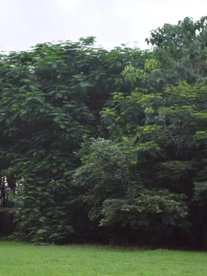 The dense foliage and vibrant green grass highlight the natural beauty of Priyadarshini Park. It's an oasis of calm in the bustling city of Mumbai.