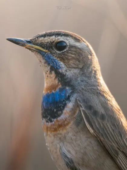 A detailed close-up of a Bluethroat, showcasing the intricate pattern and beautiful colors of its throat feathers. These details are often missed from a distance.