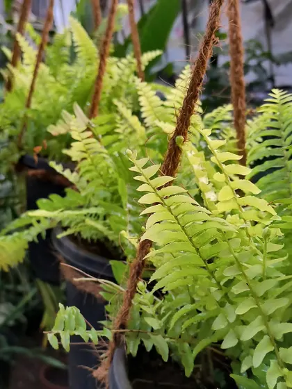 A beautiful hanging Golden Fern. Its bright, chartreuse-colored fronds can really light up a shady corner.