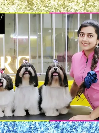 These three little angels are ready for summer. Getting a shorter haircut is a great way to keep your Shih Tzu comfortable when it's hot outside.