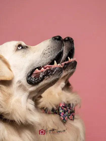 A fun moment where one brother photobombs the other. Capturing these spontaneous, funny interactions is part of what makes pet photography so special.