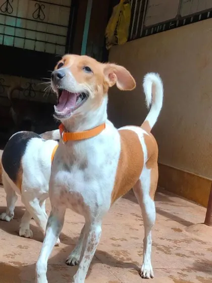 The sheer excitement of playtime is captured in this dog's happy expression. We foster a fun and engaging atmosphere.