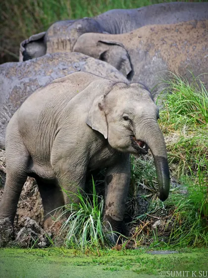 While birds are my first love, I am a storyteller of all wildlife. This shot of a young elephant calf, full of curiosity and life, was a touching moment that highlights the importance of conserving our magnificent megafauna.