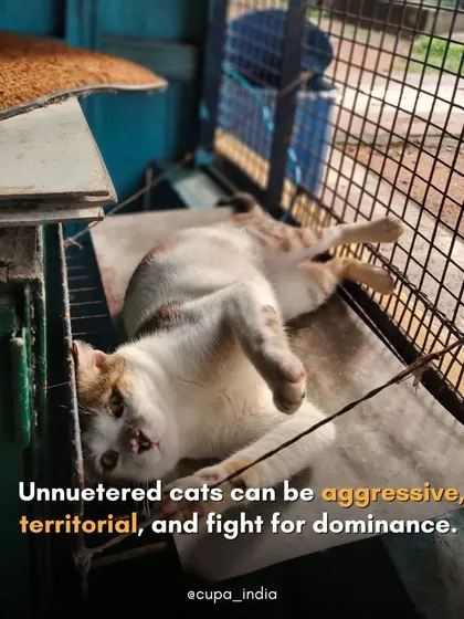 Unneutered cats can be aggressive and territorial, leading to fights, injuries, and the spread of diseases like FIV. Neutering helps create calmer, safer environments for both cats and people.