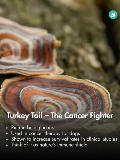 Turkey Tail is a functional mushroom known as a natural immune shield. Rich in beta-glucans, it has been used in cancer therapy for dogs and has been shown in studies to increase survival rates.
