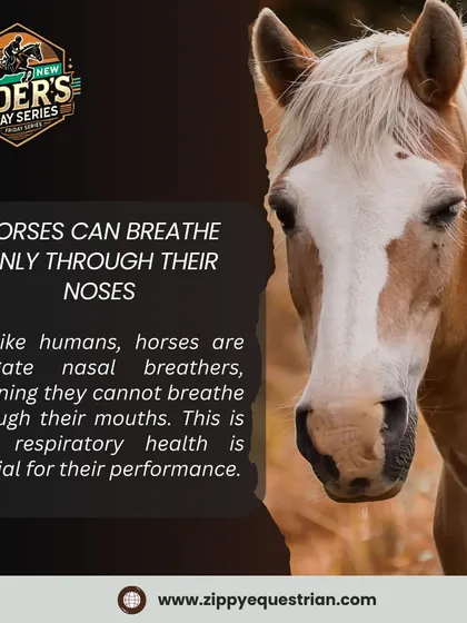 A fascinating fact from our Rider's Series: horses are obligate nasal breathers, which is why their respiratory health is so critical for performance.