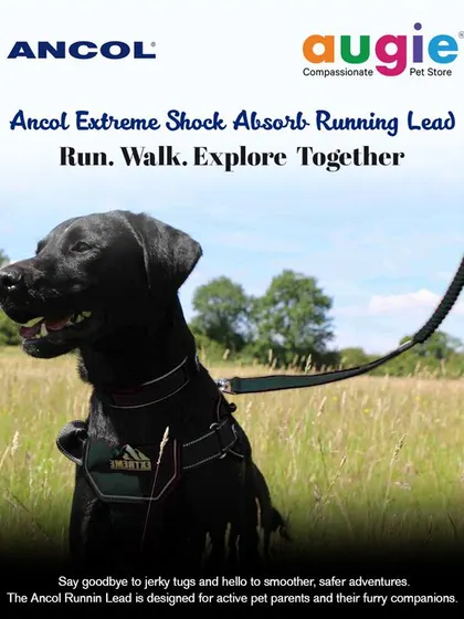 Run, walk, and explore together with the Ancol Extreme Shock Absorb Running Lead. It's designed to make adventures with your active dog safer and more comfortable for both of you.