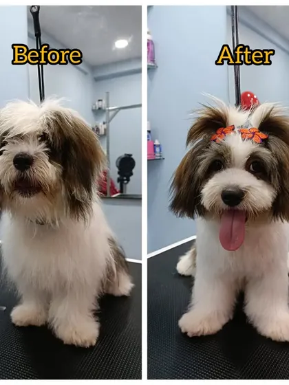 Guddu's before and after. A fresh haircut makes him look so happy and bright.