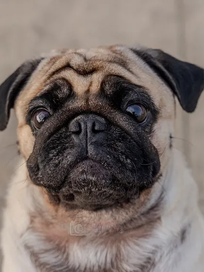 A classic, expressive portrait of a pug. The simple background lets all his adorable wrinkles and soulful eyes shine.