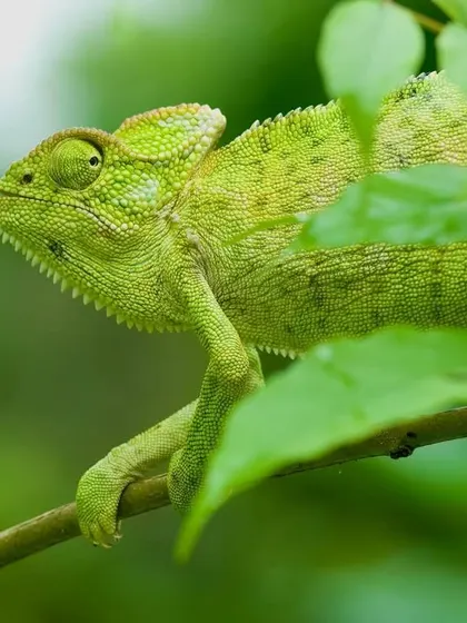 The Indian Chameleon, our asli Girgit, is an insect-eating machine supremely gifted by evolution. Mostly undetected, this lizard holds the human observer spellbound with its deliberate movements and incredible ability to blend into the foliage.