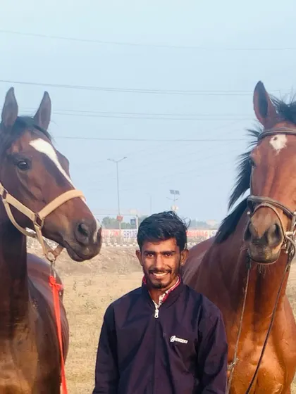 One of our team members standing with two of our beautiful brown horses. We take great pride in the health and training of our animals.