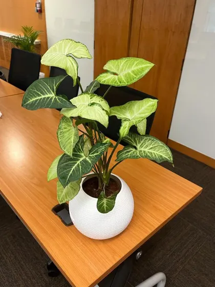 A Syngonium plant in a white ceramic pot, perfect for an office desk or tabletop.