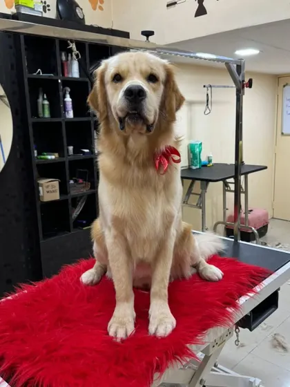 A full view of this Golden Retriever's post-grooming look. The red bow adds a touch of festive charm.