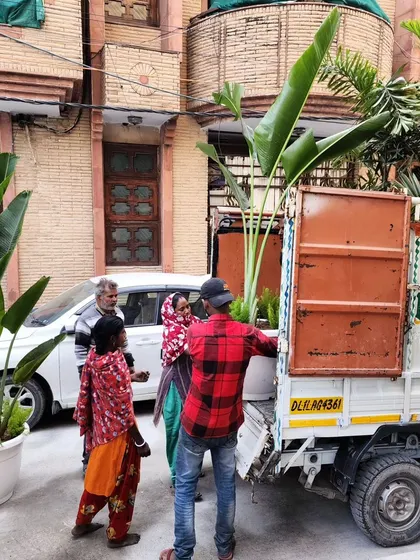 Our team delivering a green makeover project to a client in Delhi, with large potted Traveller Palms and other plants ready to be placed.