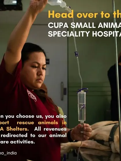 When you choose our hospital, you do more than just care for your pet. This image of a team member preparing an IV drip shows the high level of medical attention we provide, with all revenues redirected to support our animal rescue and welfare activities.