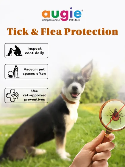 Don't forget tick and flea protection, especially in damp weather. Inspect your pet's coat daily, vacuum pet spaces often, and use vet-approved preventives to keep pests away.