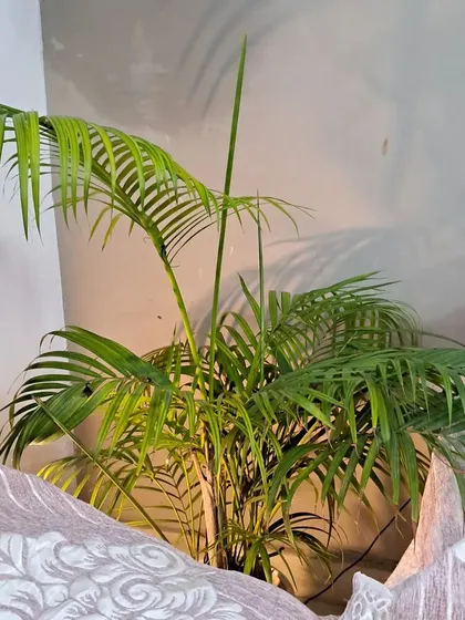The Areca Palm is a classic indoor plant that adds a tropical feel to any room. I can advise on its care to keep the leaves green and healthy.
