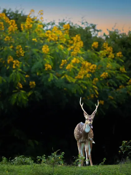 A spotted deer stag stands before a backdrop of yellow Senna spectabilis flowers. While beautiful, this invasive plant is a threat to the local ecosystem, adding a layer of conservation story to the image.