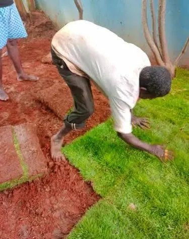 We use high quality natural grass for our lawn installations. This photo shows one of our gardeners carefully laying down fresh sod on prepared red soil to create a new, healthy lawn.
